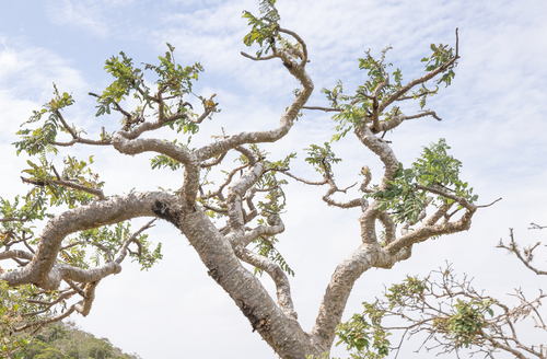 Boswellia ameero