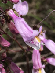 Penstemon laxiflorus