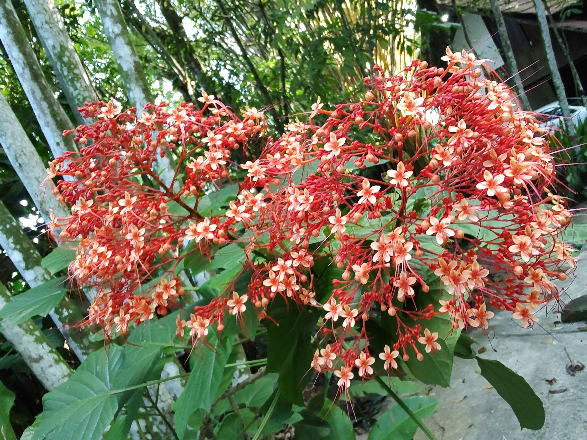 Imagem de Pagode-chinês