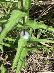 Penstemon laxiflorus