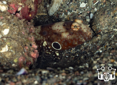 Blackspot Shrimpgoby photo 2