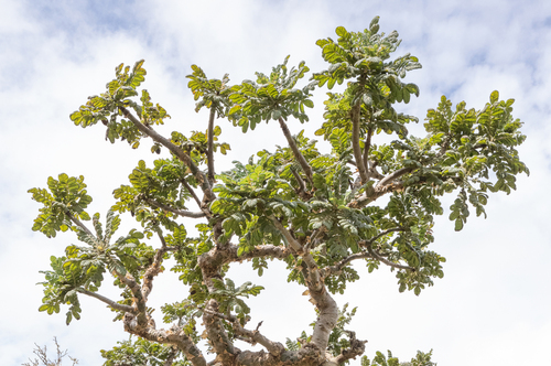 Boswellia ameero