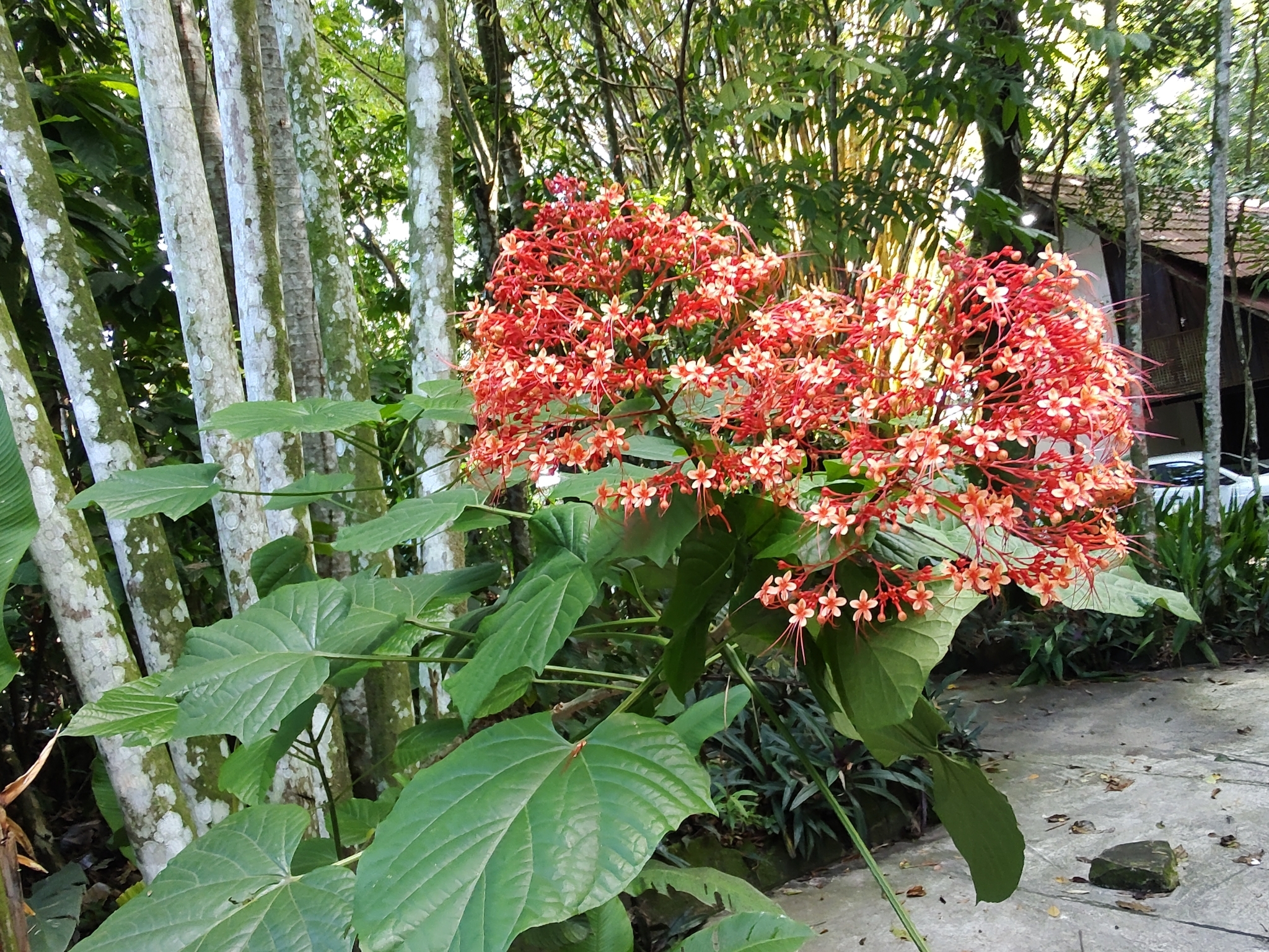 Imagem de Pagode-chinês