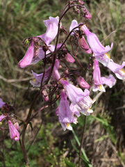 Penstemon laxiflorus