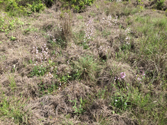 Penstemon laxiflorus