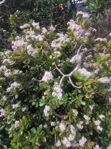 Image of Crassula ovata by (c) Csaba Béla Eötvös, some rights reserved (CC BY)