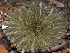 Actinostella flosculifera image