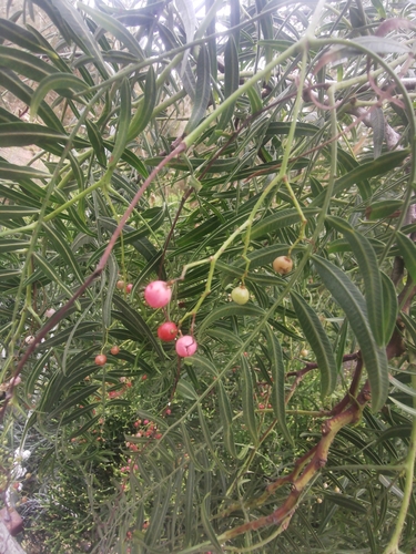 Schinus molle