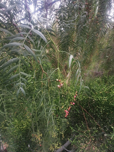 Schinus molle
