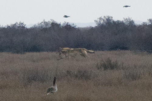Gray Wolf photographed in Azerbaijan