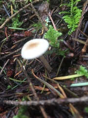 Clitocybe deceptiva