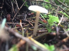 Clitocybe deceptiva