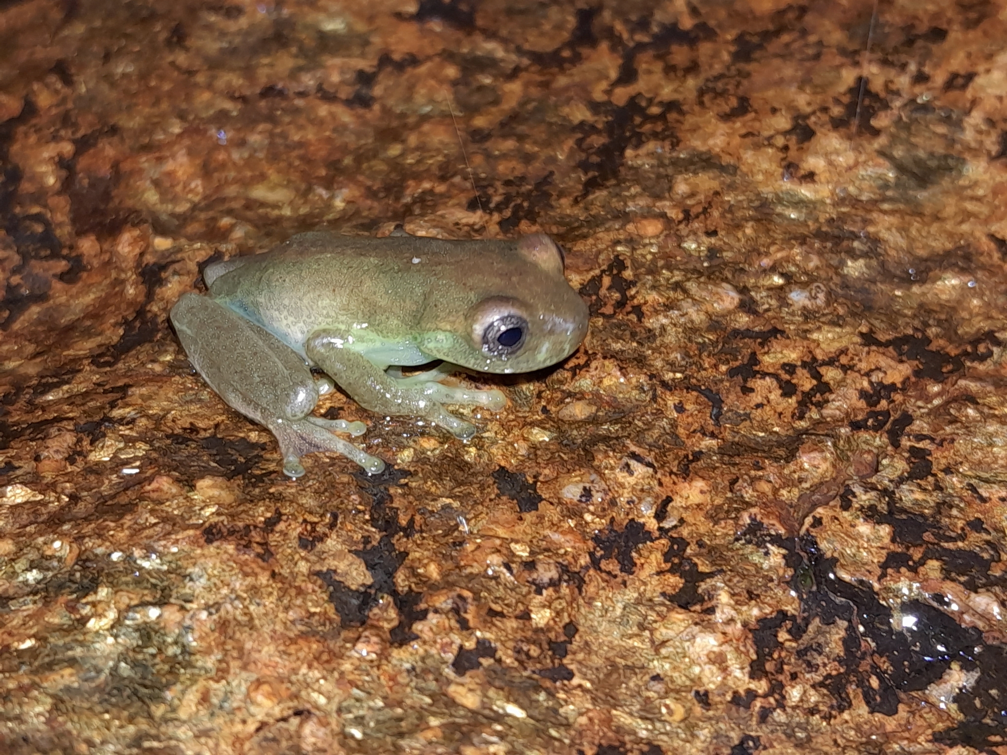 Lynch's Colombian Treefrog photo 2
