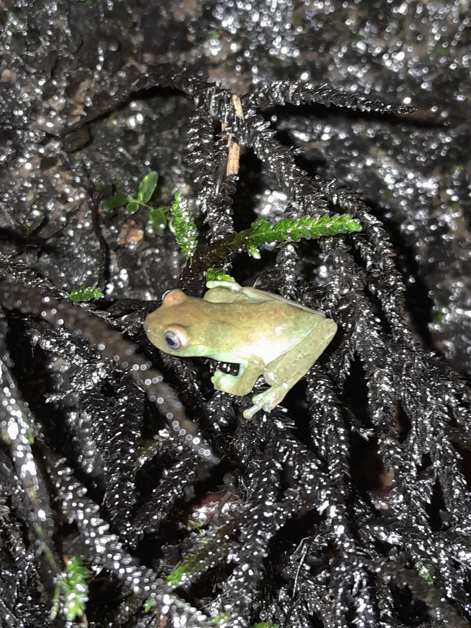 Lynch's Colombian Treefrog photo 3