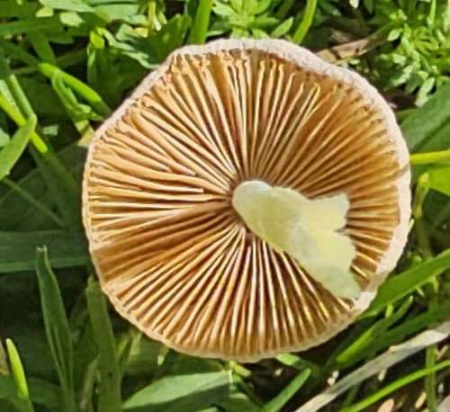 iNaturalist observation photo of Bolbitius aleuriatus