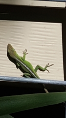 Anolis carolinensis