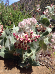 Asclepias californica