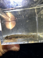 Dirty-Faced Brackish Goby photo 3