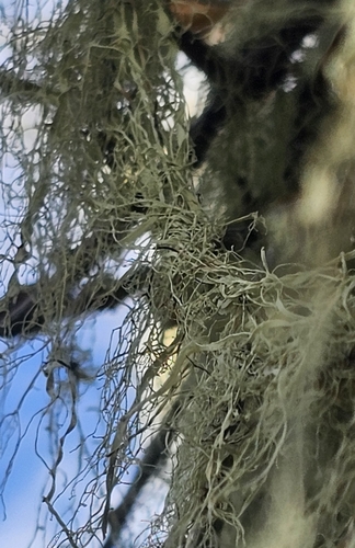 iNaturalist observation photo of lace lichen