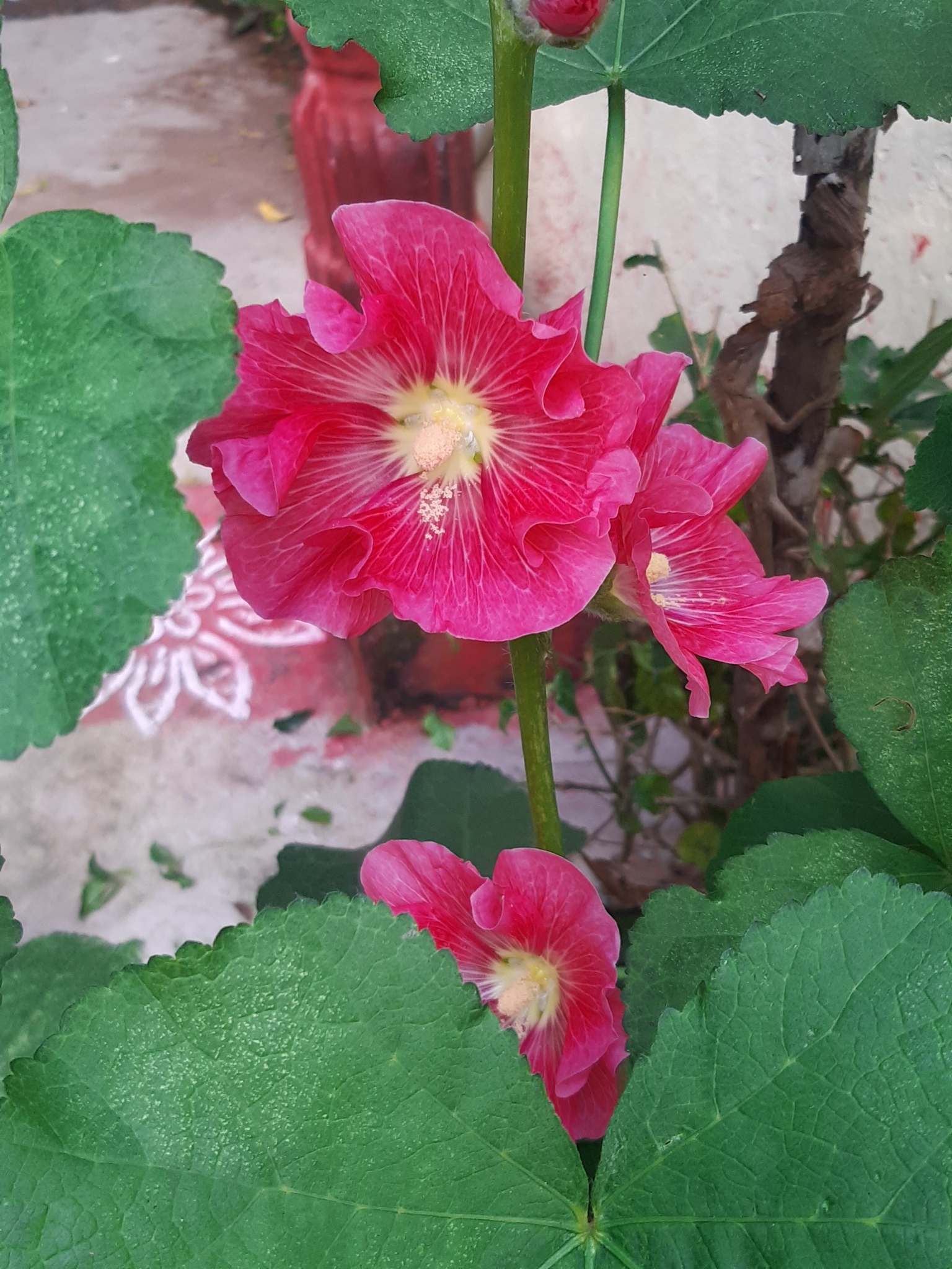 Imagem de Malva-rosa