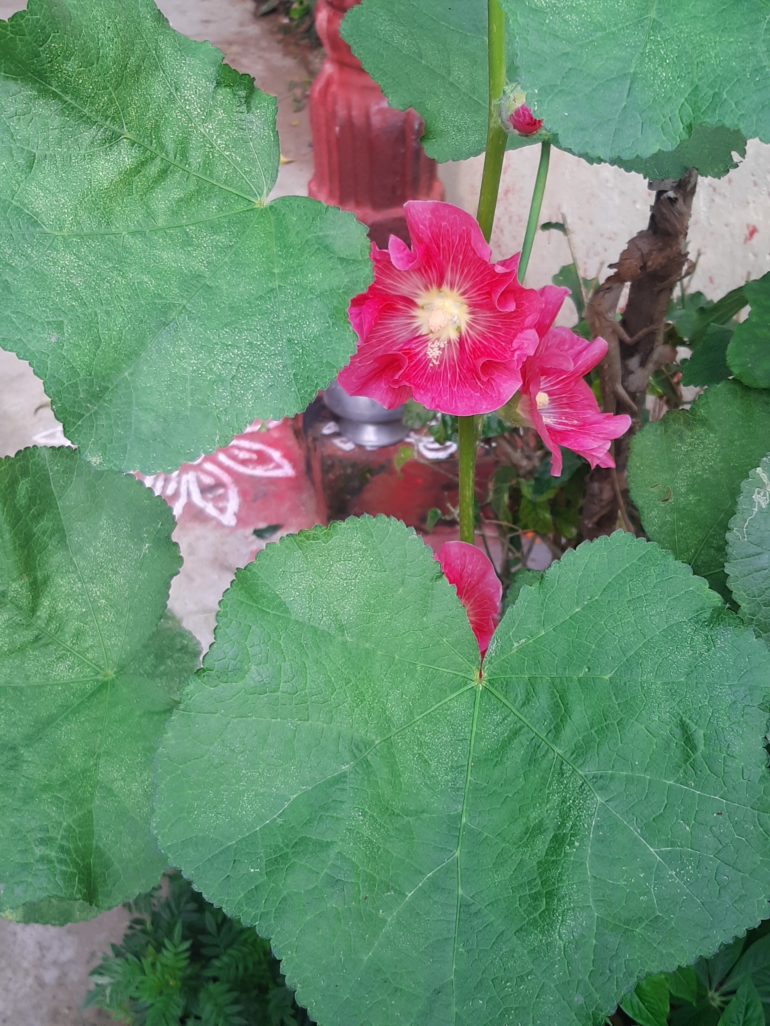 Imagem de Malva-rosa