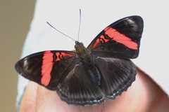 Adelpha lycorias lycorias