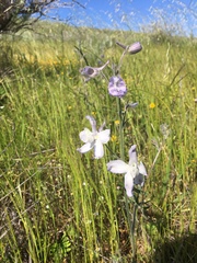 Delphinium variegatum