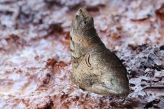Selenophanes cassiope