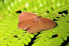 Godartiana muscosa
