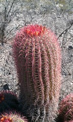 Ferocactus pilosus