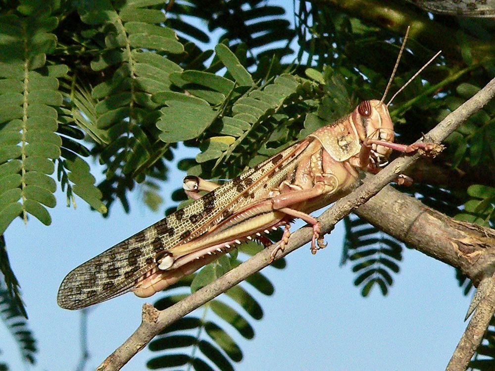 Desert Locust from Agig, Sudan on March 22, 2007 at 05:44 AM by chriko ...