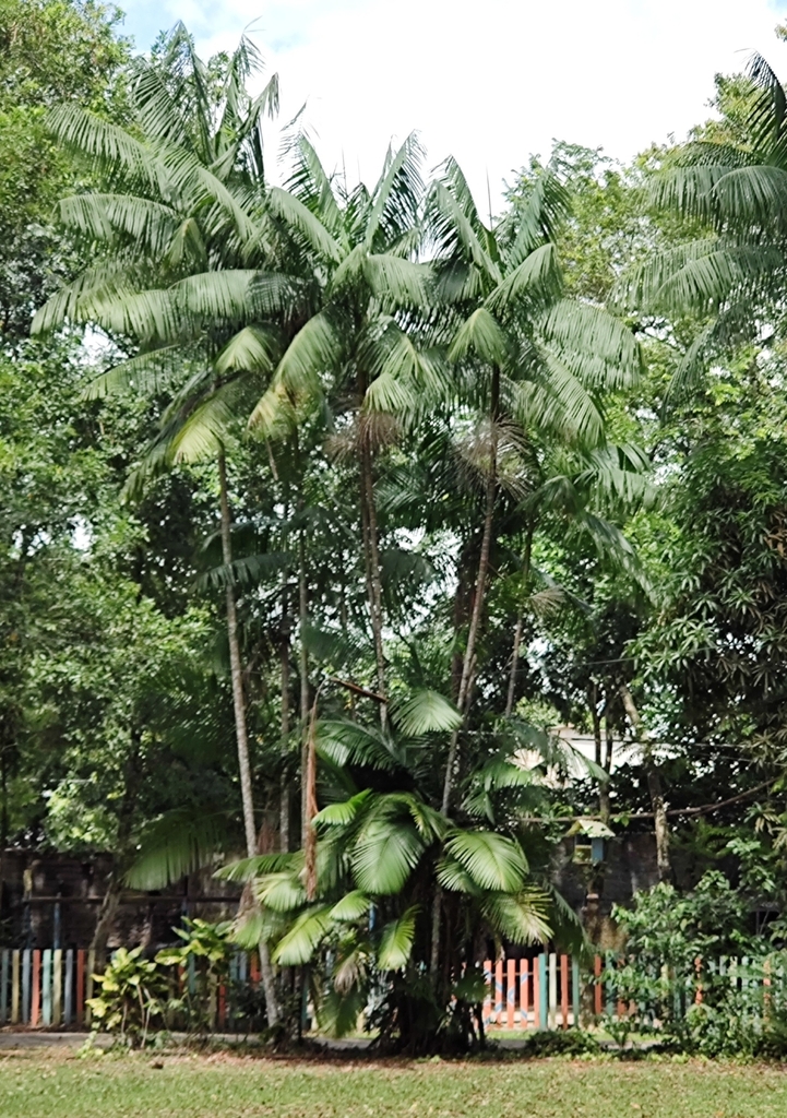 Foto de Açaí