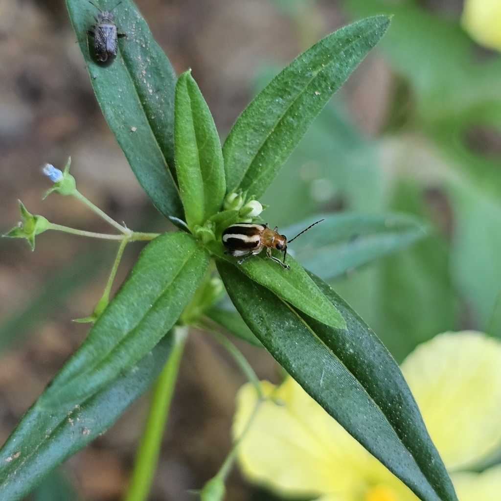 Systena s-littera