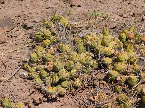 Maihueniopsis hickenii