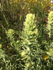 Castilleja grisea