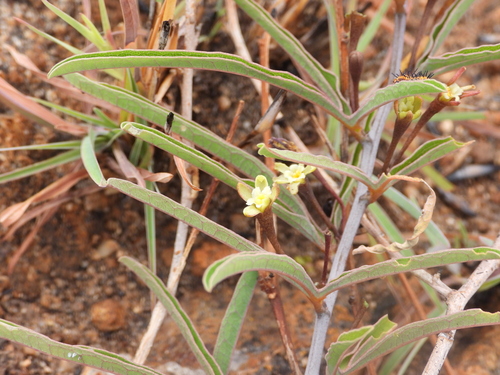Adenia pyromorpha
