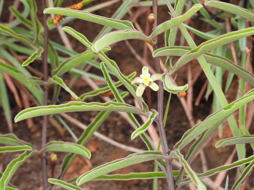 Adenia pyromorpha