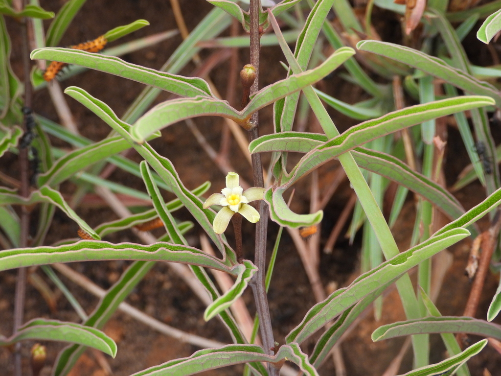 Adenia pyromorpha, Betroka, Madagascar