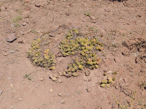Maihueniopsis hickenii