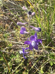 Delphinium variegatum