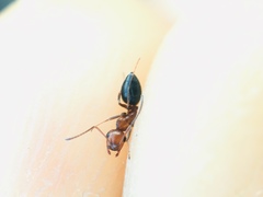 Camponotus bakeri