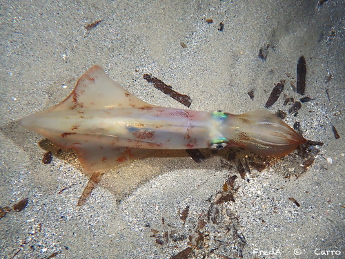 European Squid