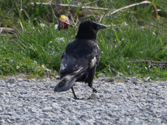 Corvus corone