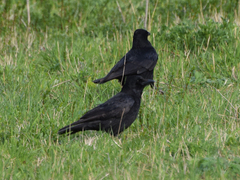 Corvus corone