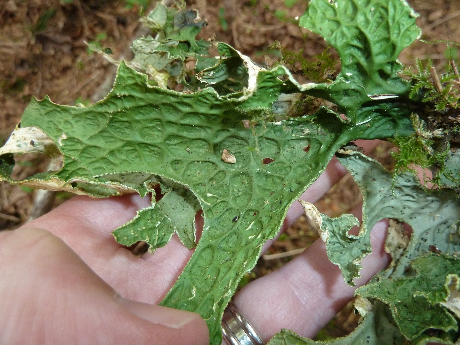 Lobaria pulmonaria image