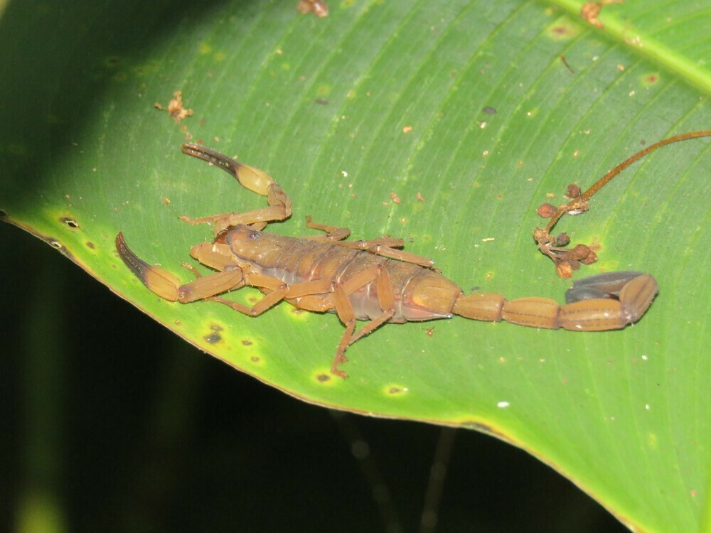 Centruroides limbatus from Limón, Matina, Costa Rica on April 22, 2017