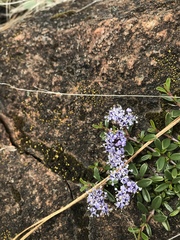 Ceanothus pumilus