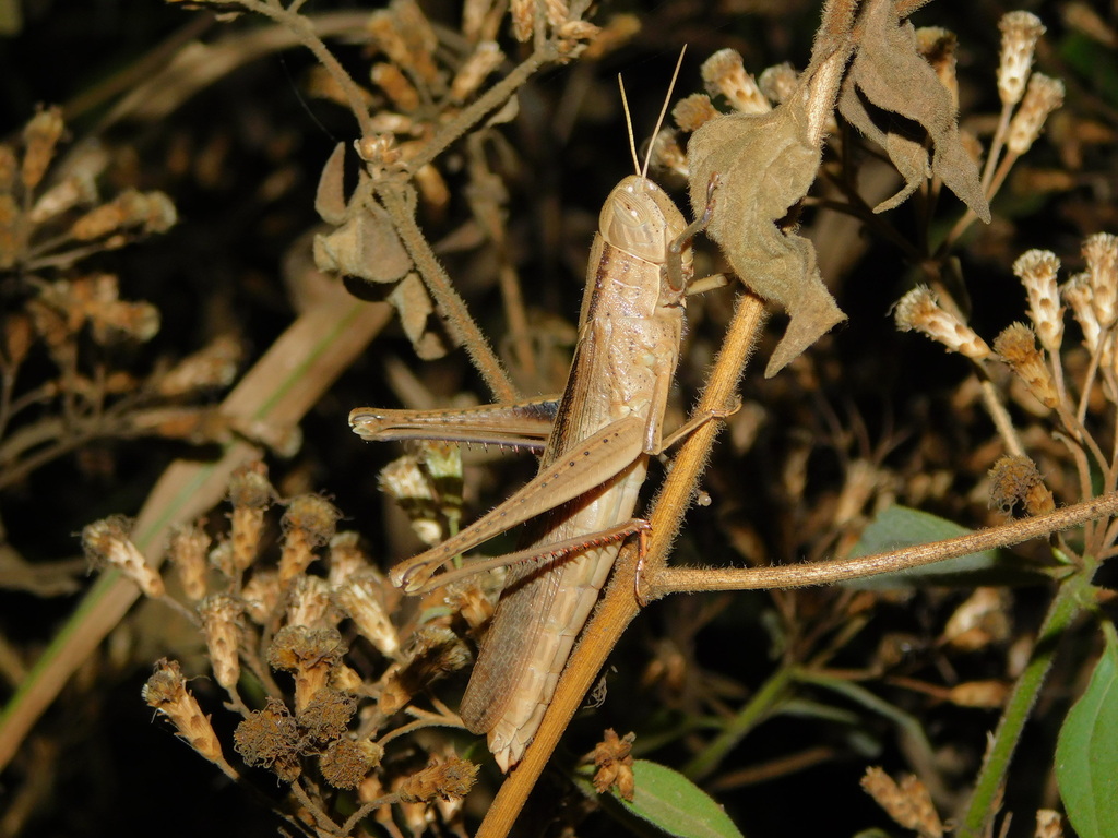 Afroxyrrhepes obscuripes
