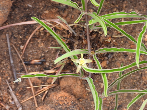 Adenia pyromorpha