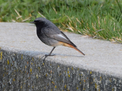 Phoenicurus ochruros